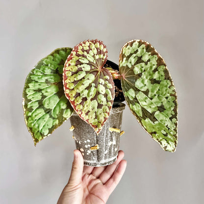 Begonia sp. Kalimantan 'Umbrella' is a unique and visually striking species native to Borneo. This begonia features large, umbrella-shaped leaves with a stunning combination of colors. The leaves are dark green, highlighted with pale green spots that create an eye-catching pattern, especially along the leaf veins. Its soft, velvety texture adds to its overall appeal, making it a favorite among collectors.