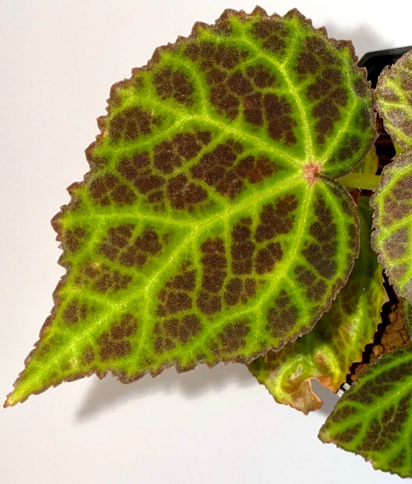 Begonia sp. Kalimantan is a beautiful begonia species native to Kalimantan, Indonesia. This begonia features striking green leaves with bright yellow-green veins, accented by a clear, net-like vein pattern. The vein areas have a lovely brownish tint, and the overall leaf shape is elegantly serrated, adding to its visual appeal. The contrast of vibrant colors and intricate leaf patterns makes this begonia a standout choice for collectors or experienced gardeners.