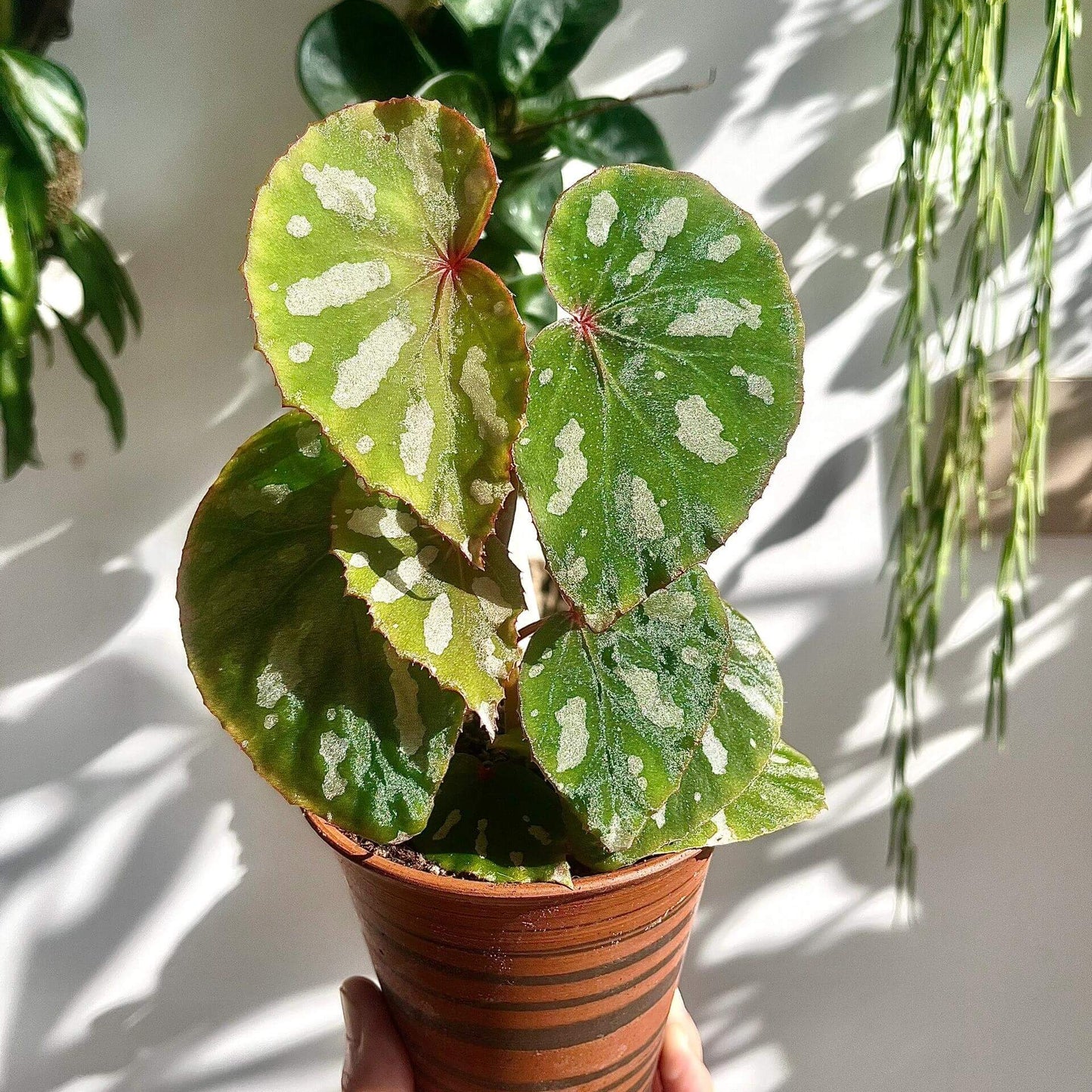 Begonia sp. Lahad Datu is a captivating begonia species native to the Lahad Datu district in Sabah, Malaysia. Known for its beautiful, distinctive foliage, this begonia features deep green leaves with a touch of red in the center, highlighted by bold white spots and irregular patterns. The unique and vibrant foliage remains striking as the plant matures, making it a standout addition to any collection.