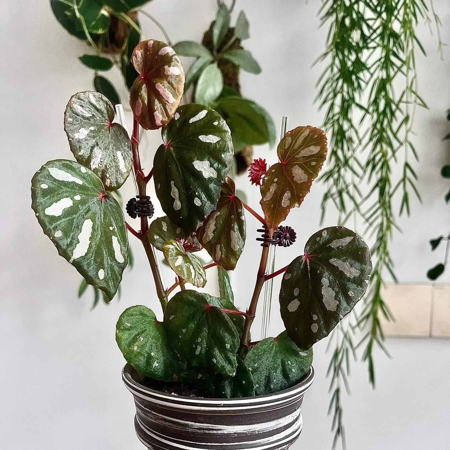 Begonia sp. Lahad Datu is a captivating begonia species native to the Lahad Datu district in Sabah, Malaysia. Known for its beautiful, distinctive foliage, this begonia features deep green leaves with a touch of red in the center, highlighted by bold white spots and irregular patterns. The unique and vibrant foliage remains striking as the plant matures, making it a standout addition to any collection.