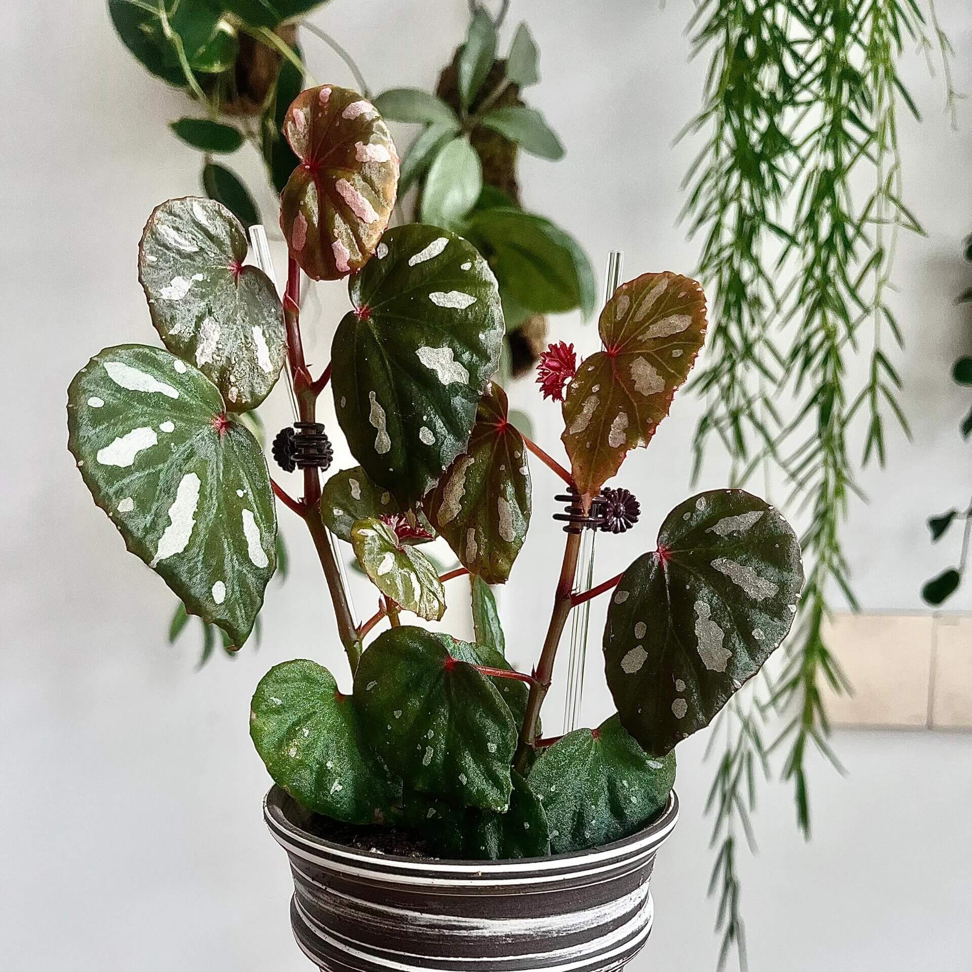 Begonia sp. Lahad Datu is a captivating begonia species native to the Lahad Datu district in Sabah, Malaysia. Known for its beautiful, distinctive foliage, this begonia features deep green leaves with a touch of red in the center, highlighted by bold white spots and irregular patterns. The unique and vibrant foliage remains striking as the plant matures, making it a standout addition to any collection.