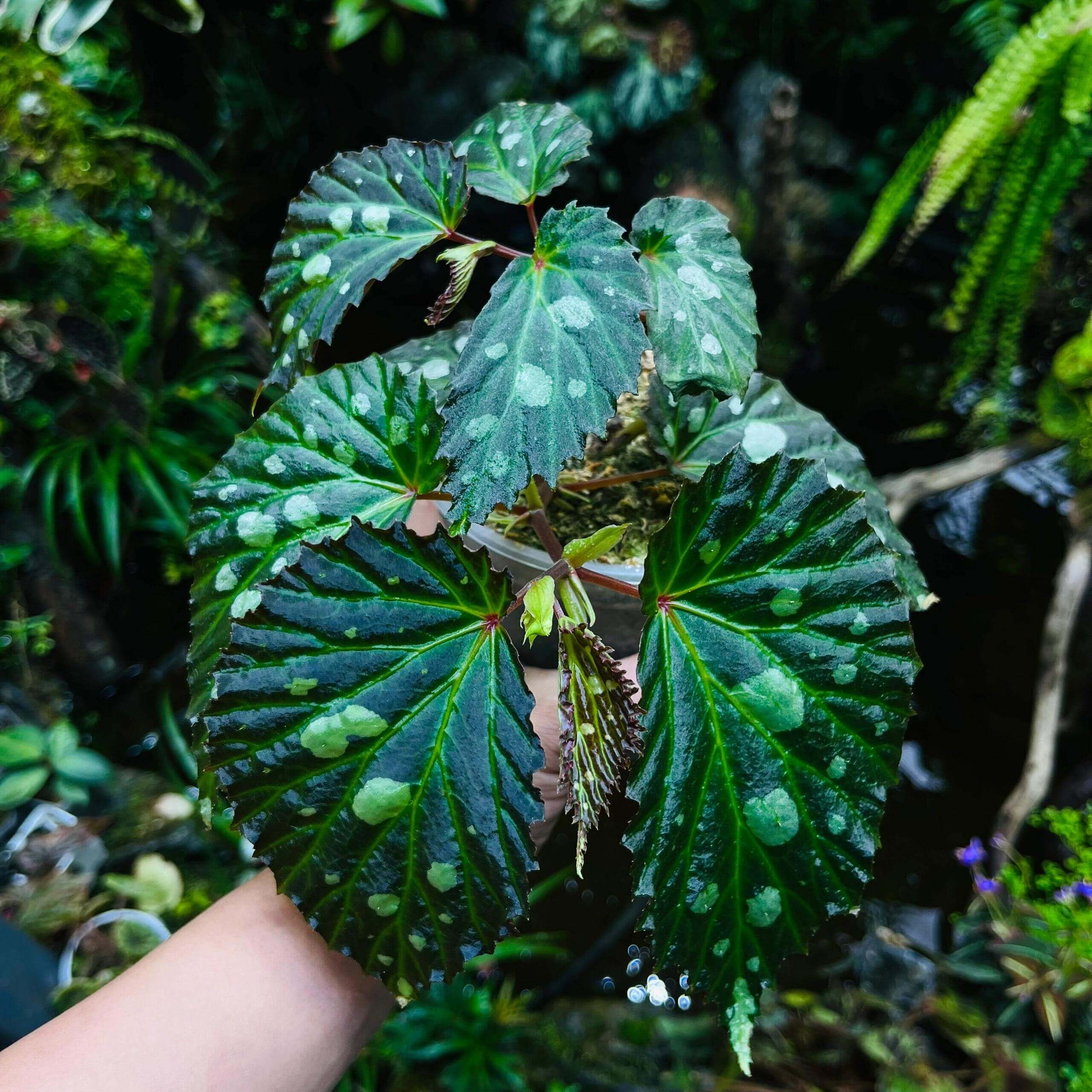 Begonia sp. Mantuk is a rare and captivating begonia species native to the tropical forests of Sarawak, Borneo. Known for its stunning iridescent foliage, this begonia features dark green to almost black leaves with bright lime green margins. The unique leaf patterns and vibrant coloration make it a prized addition for plant collectors. It thrives in high-humidity environments, making it perfect for terrariums or humidified spaces.