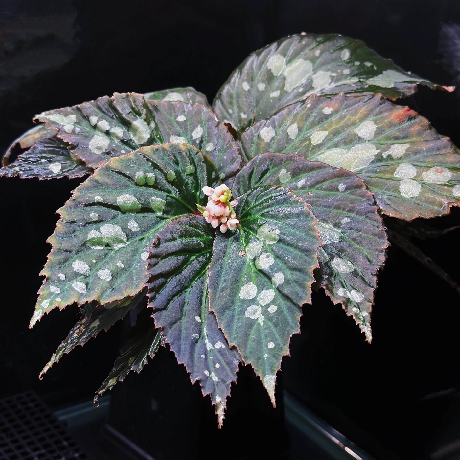 Begonia sp. Mantuk is a rare and captivating begonia species native to the tropical forests of Sarawak, Borneo. Known for its stunning iridescent foliage, this begonia features dark green to almost black leaves with bright lime green margins. The unique leaf patterns and vibrant coloration make it a prized addition for plant collectors. It thrives in high-humidity environments, making it perfect for terrariums or humidified spaces.