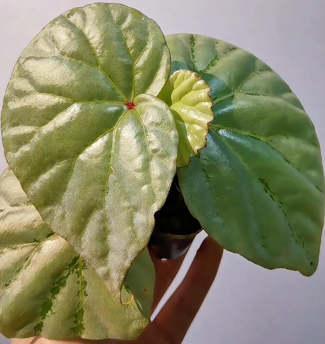 Begonia sp. Mint is a captivating variety known for its distinct mint-green, velvety leaves. While it requires specific care, this begonia is an excellent choice for plant enthusiasts looking to add a unique and refreshing touch to their collection. With its beautiful foliage, it makes an eye-catching addition to any space, especially in terrariums or humid indoor environments.
