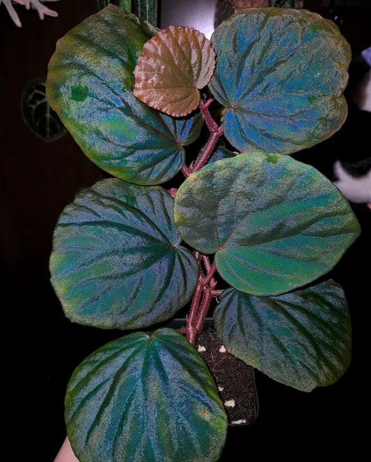 Begonia sp. Orange, native to the tropical rainforests of Sarawak, Borneo, is a stunning plant known for its beautiful foliage. This begonia features textured leaves with a vibrant sheen. Under light conditions around 1000 lux, the leaves exhibit a remarkable blue-green iridescence, adding an enchanting, almost magical glow to the plant. This rare begonia thrives in humid environments and is perfect for experienced plant enthusiasts looking to add something truly unique to their collection.