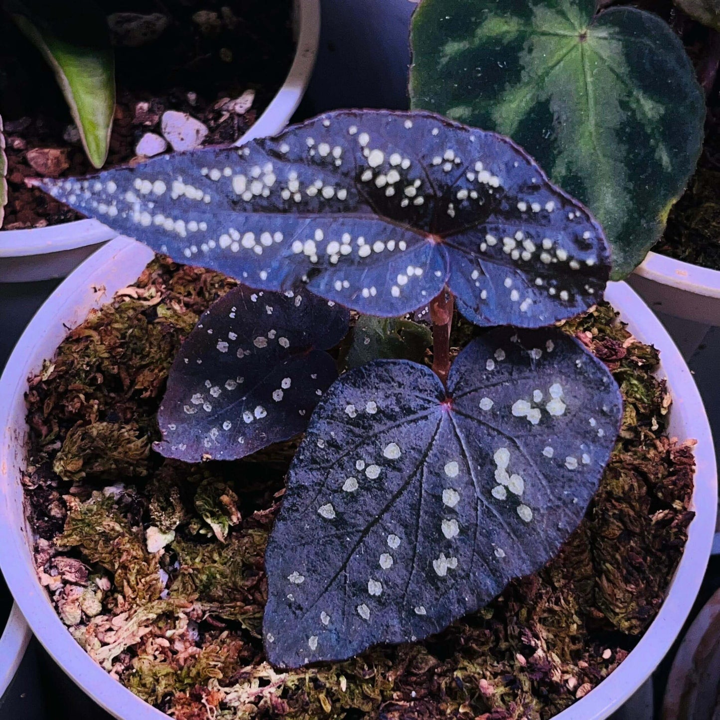 Begonia sp. ‘Pandora’ is a truly enchanting species, known for its green, velvety leaves adorned with dazzling, gem-like fluorescent spots. As the plant matures, the fluorescence of these spots intensifies, creating a striking visual effect. In low-light environments, the leaves may even exhibit a soft blue glow, making it an extraordinary addition to any plant collection.