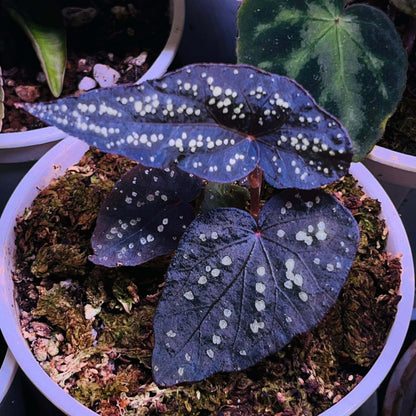 Begonia sp. ‘Pandora’ is a truly enchanting species, known for its green, velvety leaves adorned with dazzling, gem-like fluorescent spots. As the plant matures, the fluorescence of these spots intensifies, creating a striking visual effect. In low-light environments, the leaves may even exhibit a soft blue glow, making it an extraordinary addition to any plant collection.