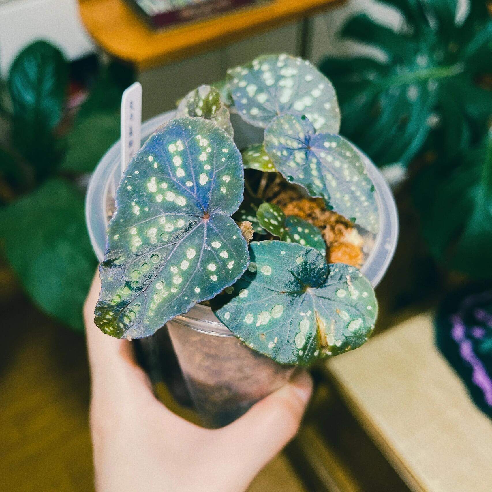 Begonia sp. ‘Pandora’ is a truly enchanting species, known for its green, velvety leaves adorned with dazzling, gem-like fluorescent spots. As the plant matures, the fluorescence of these spots intensifies, creating a striking visual effect. In low-light environments, the leaves may even exhibit a soft blue glow, making it an extraordinary addition to any plant collection.