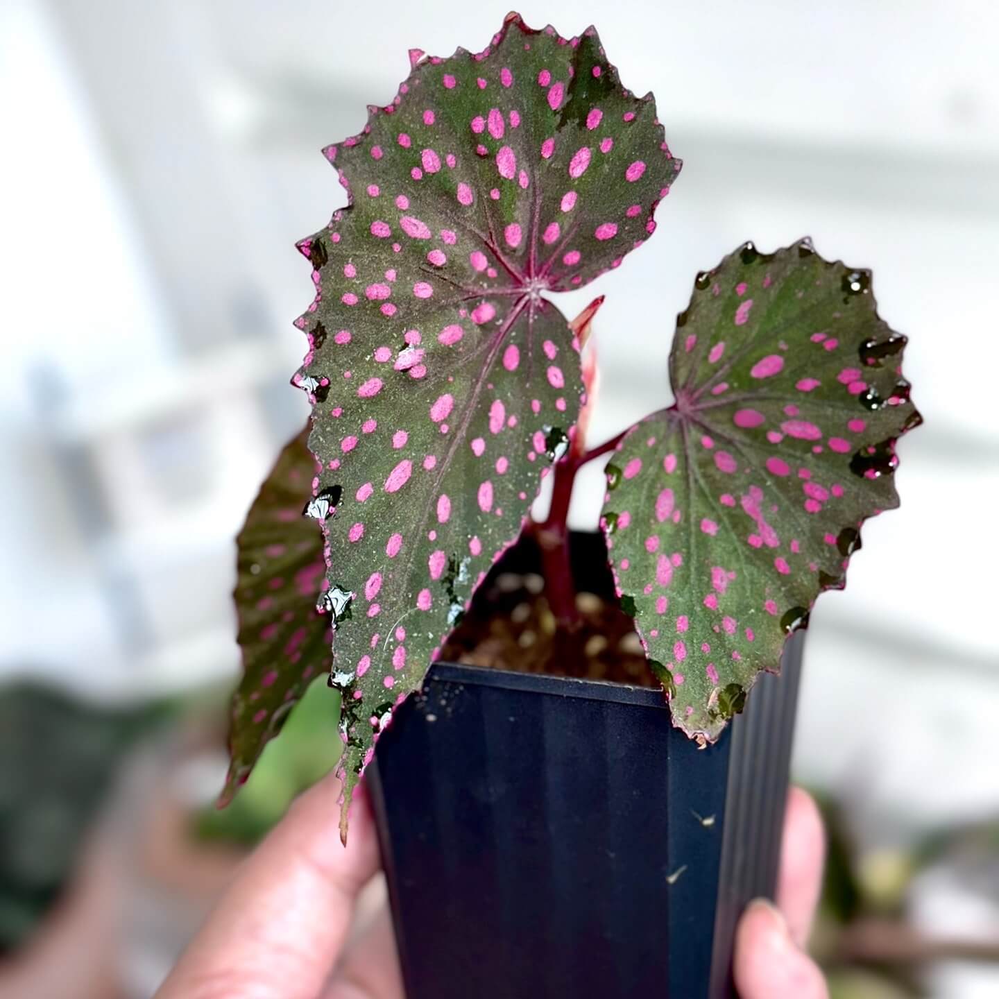 Begonia sp. Pink Spots Sarawak is a visually striking begonia species native to Sarawak, Malaysia. The deep green leaves are dotted with bright, vivid pink or white spots, creating a bold contrast against the dark backdrop of the foliage. The serrated leaf edges add texture and definition, further enhancing the begonia's beauty. This begonia is an eye-catching addition to any collection, thanks to the unique combination of its colorful spots and rich, dark leaves.