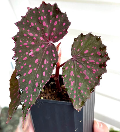 Begonia sp. Pink Spots Sarawak is a visually striking begonia species native to Sarawak, Malaysia. The deep green leaves are dotted with bright, vivid pink or white spots, creating a bold contrast against the dark backdrop of the foliage. The serrated leaf edges add texture and definition, further enhancing the begonia's beauty. This begonia is an eye-catching addition to any collection, thanks to the unique combination of its colorful spots and rich, dark leaves.