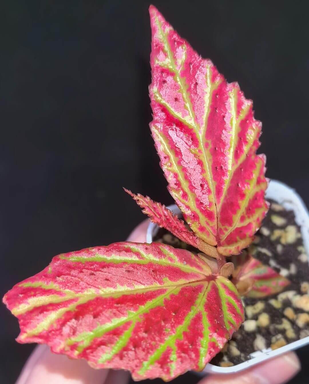 Begonia sp. Sabah Pink is native to Sabah and is a highly ornamental begonia prized for its vivid, layered foliage. The leaves are predominantly pink, accented by striking, luminous green veins that create a bold and captivating contrast. Its leaves are elongated and slender in shape, giving the plant an elegant appearance and making it a standout choice among ornamental foliage begonias.