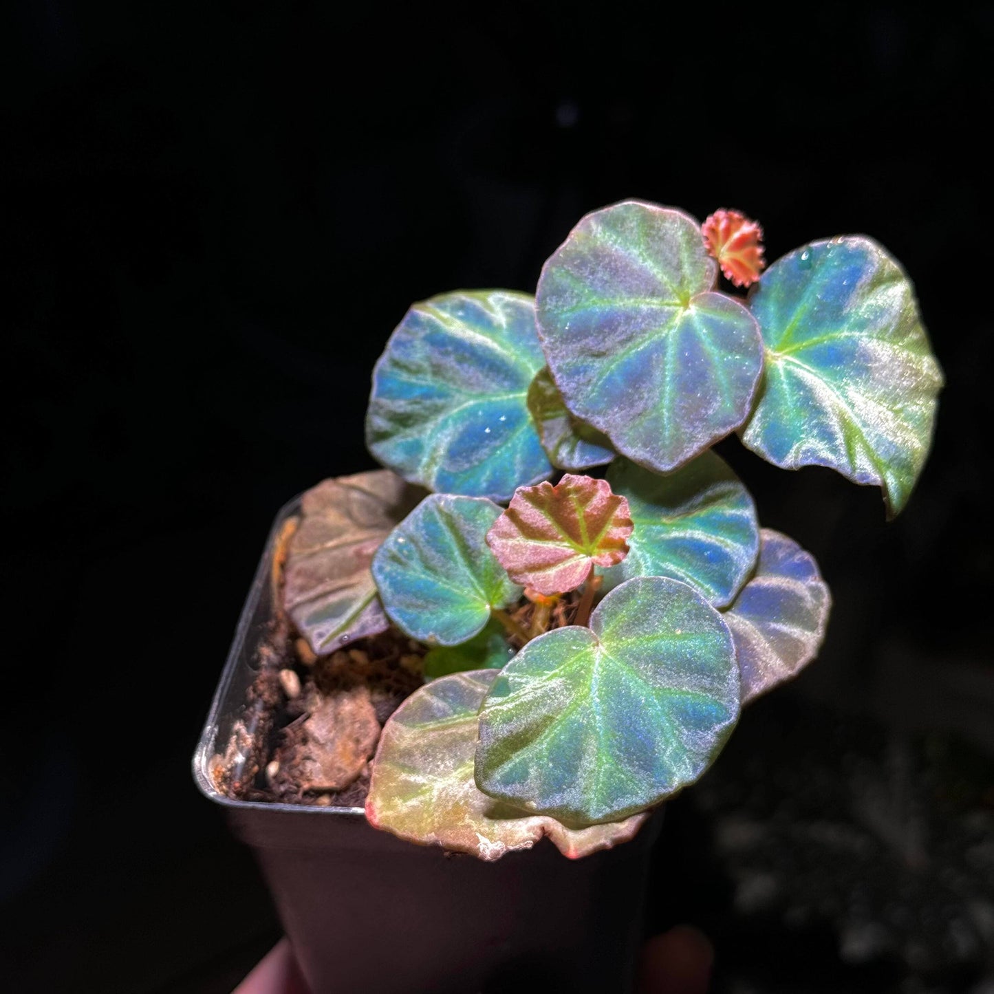 Begonia sp. Sarawak is a rare and beautiful species native to the Sarawak region of Borneo, Malaysia. Known for its unique beauty, this begonia thrives in high-humidity environments, making it an ideal choice for terrariums, glass domes, or greenhouses. It has deep green, glossy leaves with a subtle bluish tint and grows as a low, creeping plant, making it perfect for small spaces or as a decorative addition to a larger plant collection.