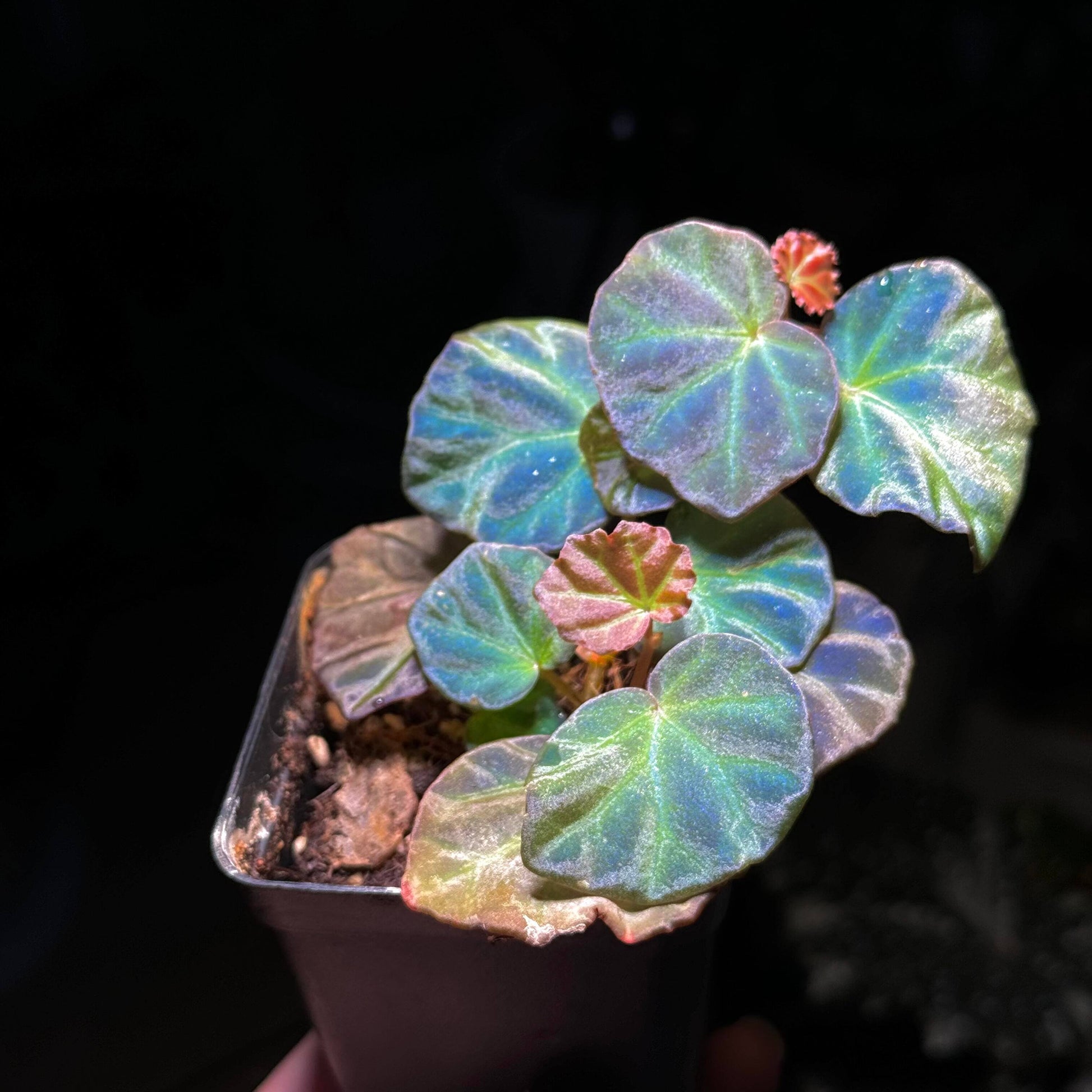 Begonia sp. Sarawak is a rare and beautiful species native to the Sarawak region of Borneo, Malaysia. Known for its unique beauty, this begonia thrives in high-humidity environments, making it an ideal choice for terrariums, glass domes, or greenhouses. It has deep green, glossy leaves with a subtle bluish tint and grows as a low, creeping plant, making it perfect for small spaces or as a decorative addition to a larger plant collection.