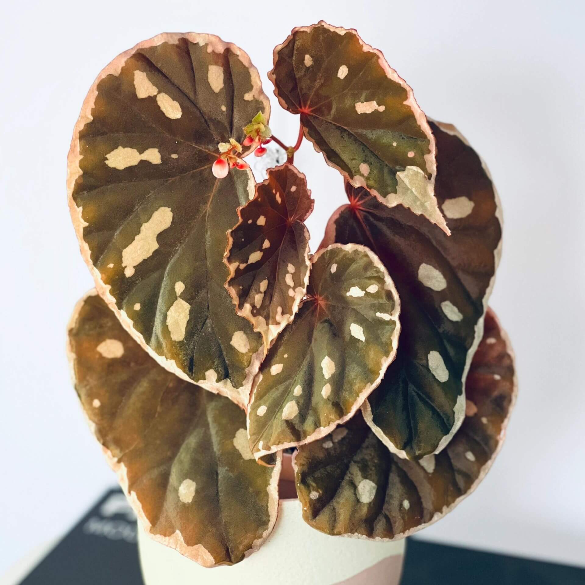 Begonia sp. Sarawak 'Spots' for Sale – Begin With Plants