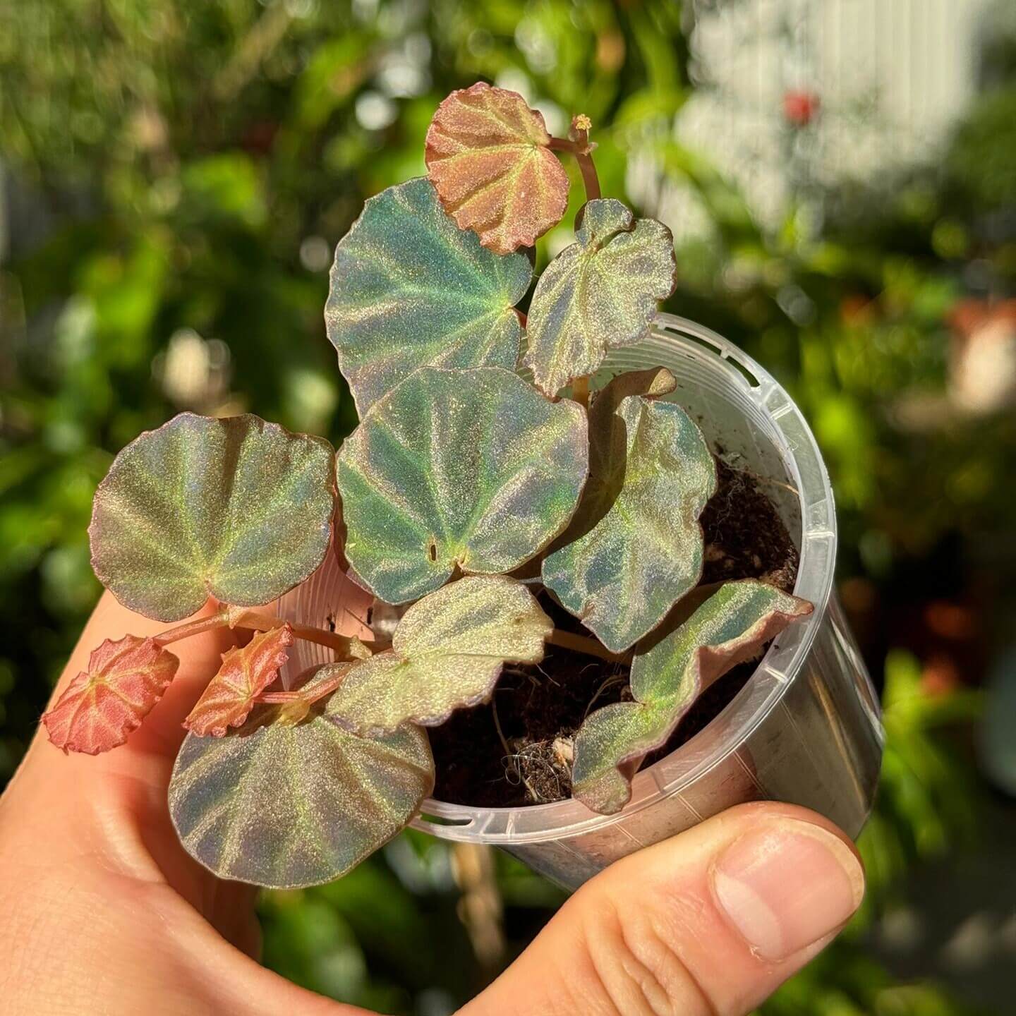 Begonia sp. Sarawak is a rare and beautiful species native to the Sarawak region of Borneo, Malaysia. Known for its unique beauty, this begonia thrives in high-humidity environments, making it an ideal choice for terrariums, glass domes, or greenhouses. It has deep green, glossy leaves with a subtle bluish tint and grows as a low, creeping plant, making it perfect for small spaces or as a decorative addition to a larger plant collection.