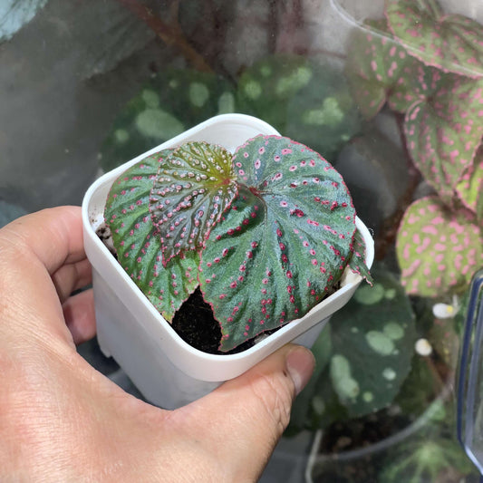 Begonia sp. Saripoi is a rare and beautiful species native to the tropical rainforests of Borneo, Indonesia. Known for its unique leaf structure and colorful spots, this begonia is beloved by plant enthusiasts and gardeners alike. It thrives in high humidity environments and adds a striking touch to any indoor plant collection.