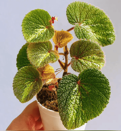 Begonia sp. Sekadau Borneo is a captivating small begonia species native to Borneo. With its striking green leaves that turn blue in low-light environments, accented by a yellow stripe down the middle and red, hairy textures on the surface, this begonia is an exotic addition to any collection. It thrives in high humidity and requires specific care, making it ideal for experienced gardeners or plant enthusiasts familiar with tropical species.