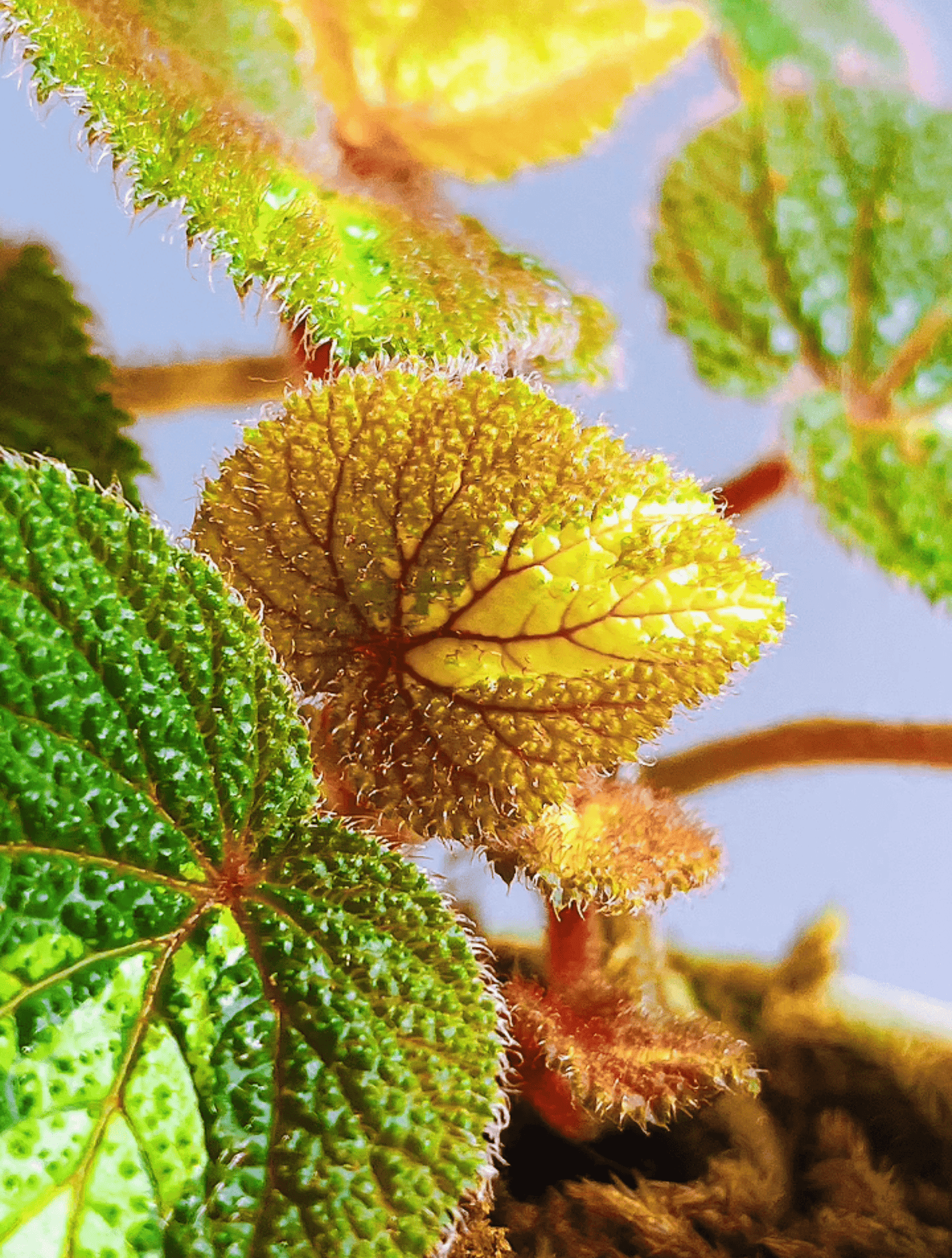 Begonia sp. Sekadau Borneo is a captivating small begonia species native to Borneo. With its striking green leaves that turn blue in low-light environments, accented by a yellow stripe down the middle and red, hairy textures on the surface, this begonia is an exotic addition to any collection. It thrives in high humidity and requires specific care, making it ideal for experienced gardeners or plant enthusiasts familiar with tropical species.
