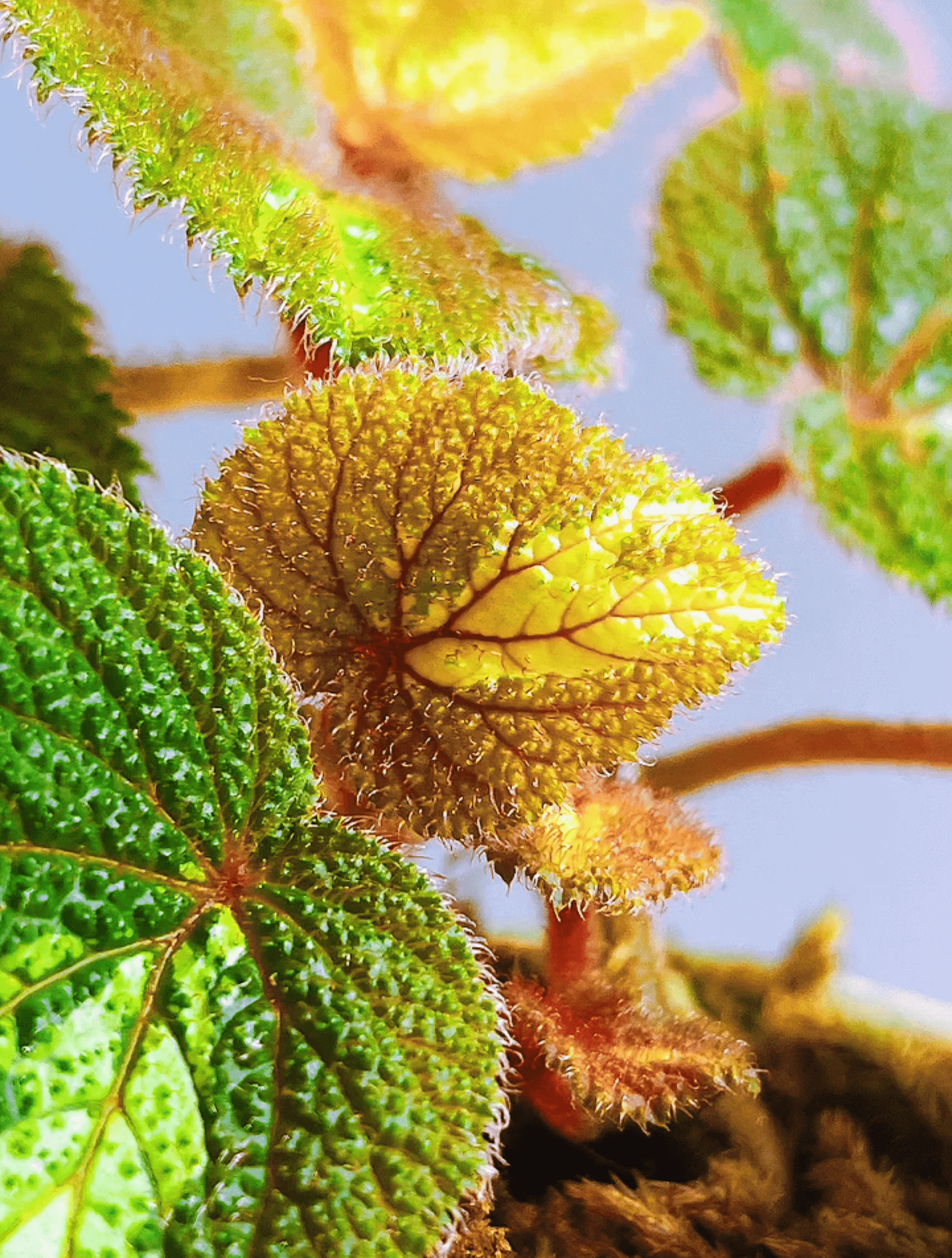 Begonia sp. Sekadau Borneo is a captivating small begonia species native to Borneo. With its striking green leaves that turn blue in low-light environments, accented by a yellow stripe down the middle and red, hairy textures on the surface, this begonia is an exotic addition to any collection. It thrives in high humidity and requires specific care, making it ideal for experienced gardeners or plant enthusiasts familiar with tropical species.