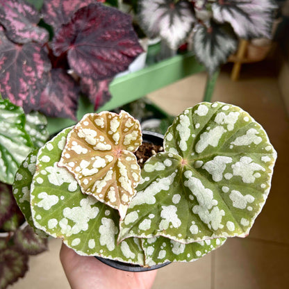 Begonia sp. Silver Foam is an attractive foliage begonia originating from Vietnam, admired for its rounded, asymmetrical leaves and distinctive silvery-white markings. The fresh green leaf surface is covered with irregular, raised-looking silver-white spots that create a beautiful foamy pattern against the green background. Care Tips: Light: Provide bright, indirect light to encourage healthy growth and well-defined silver markings.