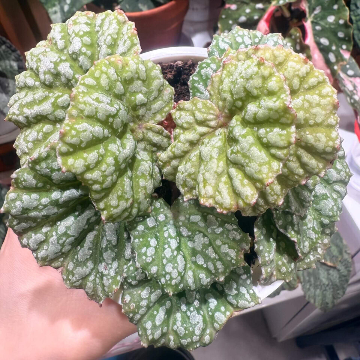 Begonia sp. Silver Foam is an attractive foliage begonia originating from Vietnam, admired for its rounded, asymmetrical leaves and distinctive silvery-white markings. The fresh green leaf surface is covered with irregular, raised-looking silver-white spots that create a beautiful foamy pattern against the green background. Care Tips: Light: Provide bright, indirect light to encourage healthy growth and well-defined silver markings.