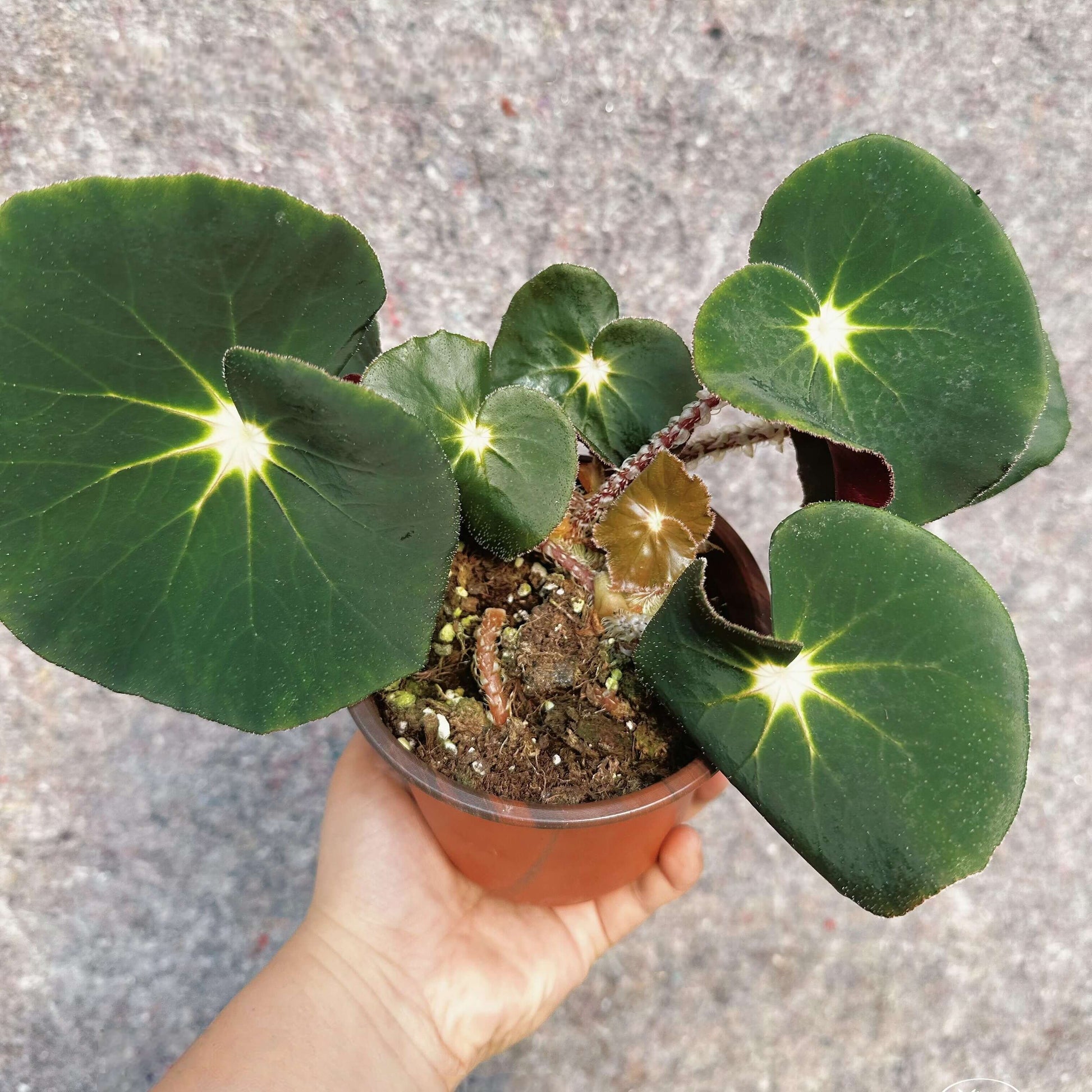 Begonia sp. U304 is an unidentified rhizomatous begonia collected from Colombia. The leaves are nearly round to broadly ovate and asymmetrical, with a deep green surface highlighted by a striking starburst pattern of bright yellow to lime-green veins radiating from the center.