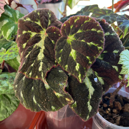 Begonia sp. Velvet Lark is native to Vietnam and features striking green foliage marked with irregular dark black blotches across the leaf surface. The contrast between the fresh green base and deep dark patterns gives the plant a dramatic, almost painted appearance. Under suitable lighting, the markings appear even more pronounced, enhancing its wild and mysterious character. The overall form is elegant yet slightly bird-like, reflecting the “Lark” inspiration in its name.
