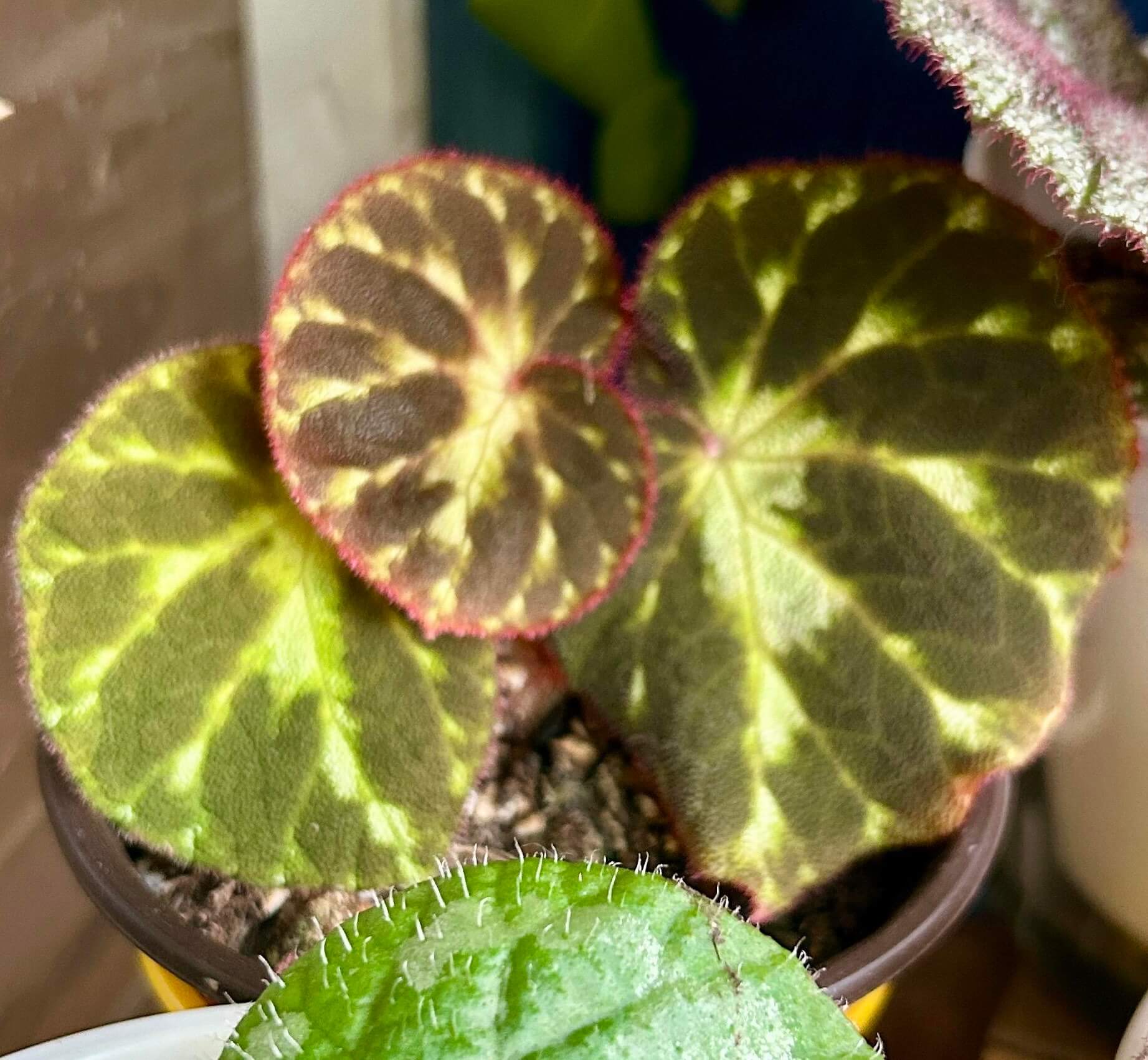 Begonia sp. Velvet Lark is native to Vietnam and features striking green foliage marked with irregular dark black blotches across the leaf surface. The contrast between the fresh green base and deep dark patterns gives the plant a dramatic, almost painted appearance. Under suitable lighting, the markings appear even more pronounced, enhancing its wild and mysterious character. The overall form is elegant yet slightly bird-like, reflecting the “Lark” inspiration in its name.