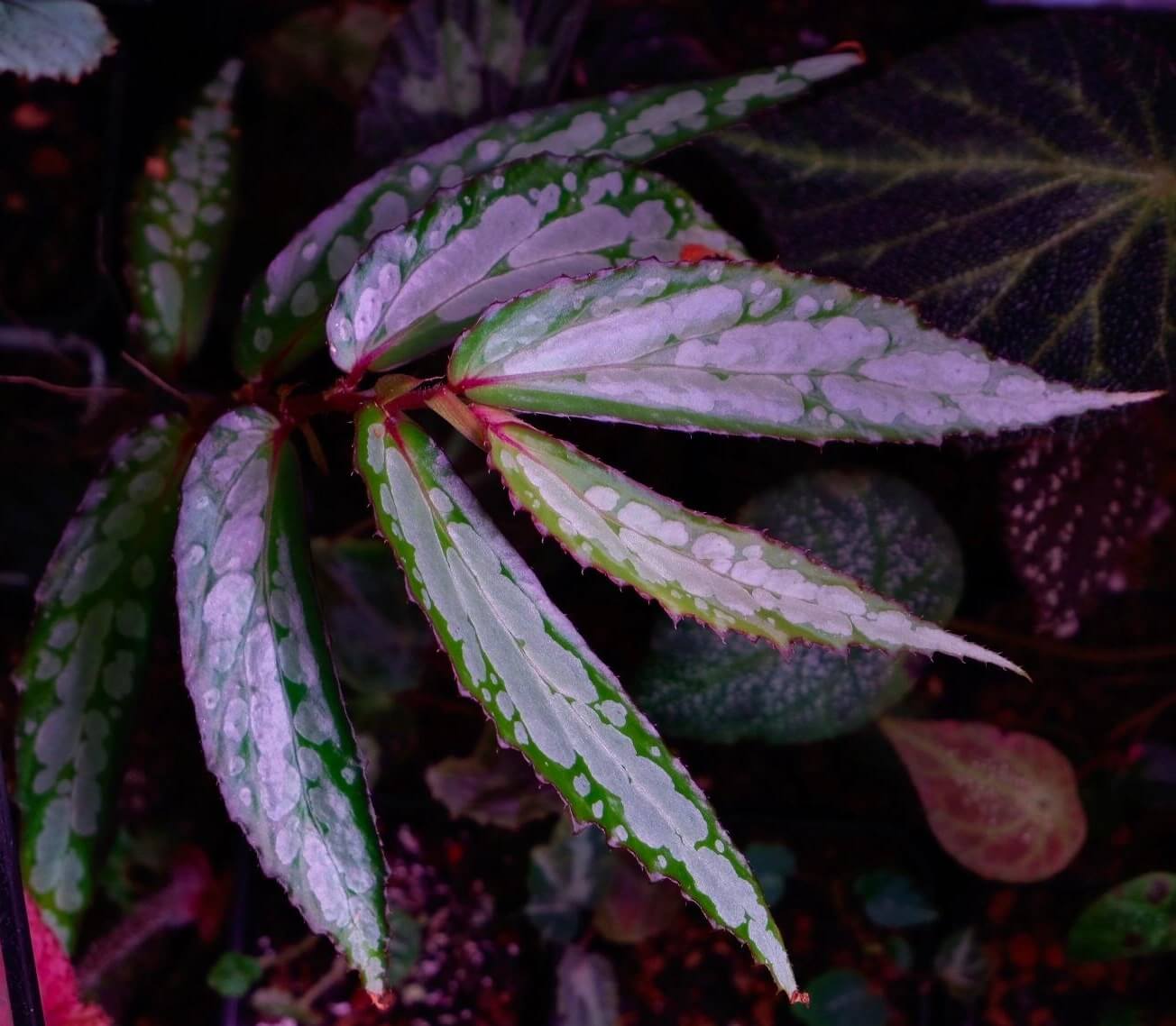 Begonia sp. White Spots Sarawak is a striking and exotic plant native to the tropical regions of Sarawak, Malaysia. This beautiful Begonia species features long, slender, dark green leaves adorned with irregular, prominent white spots. The edges of the leaves are delicately framed with a fine purple-red border, adding a touch of elegance and vibrancy to its appearance. With its unique foliage and tropical origins, Begonia sp. White Spots Sarawak is a captivating addition to any plant collection.