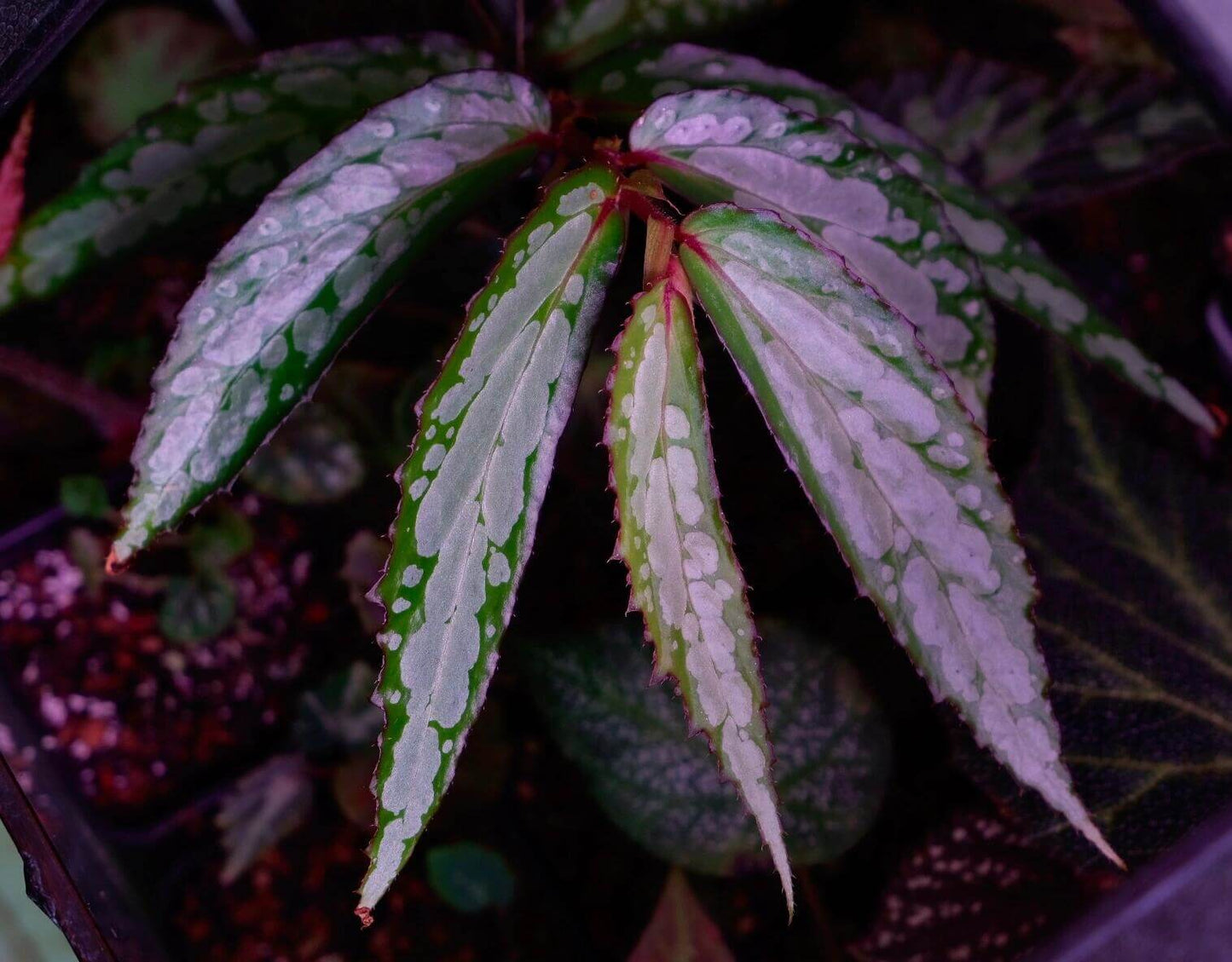 Begonia sp. White Spots Sarawak is a striking and exotic plant native to the tropical regions of Sarawak, Malaysia. This beautiful Begonia species features long, slender, dark green leaves adorned with irregular, prominent white spots. The edges of the leaves are delicately framed with a fine purple-red border, adding a touch of elegance and vibrancy to its appearance. With its unique foliage and tropical origins, Begonia sp. White Spots Sarawak is a captivating addition to any plant collection.