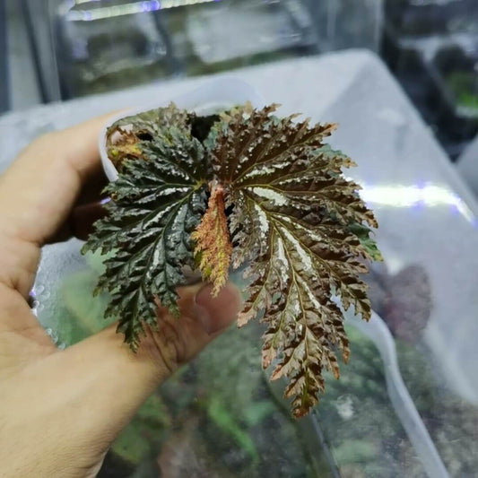 Begonia sp. Yamor is a rare begonia native to Papua, Indonesia.
