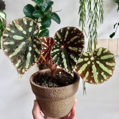 Begonia sp. Zebra is a captivating begonia species native to Vietnam, known for its visually striking foliage. The smooth, glossy leaves of Begonia sp. Zebra feature a beautiful mix of deep green and dark red tones, creating a rich and elegant color palette. The bright yellow-green spots on the leaves, combined with a ring of smaller yellow-green spots along the edges, create a stunning contrast that draws attention.