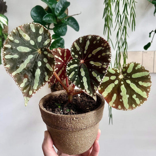 Begonia sp. Zebra is a captivating begonia species native to Vietnam, known for its visually striking foliage. The smooth, glossy leaves of Begonia sp. Zebra feature a beautiful mix of deep green and dark red tones, creating a rich and elegant color palette. The bright yellow-green spots on the leaves, combined with a ring of smaller yellow-green spots along the edges, create a stunning contrast that draws attention.