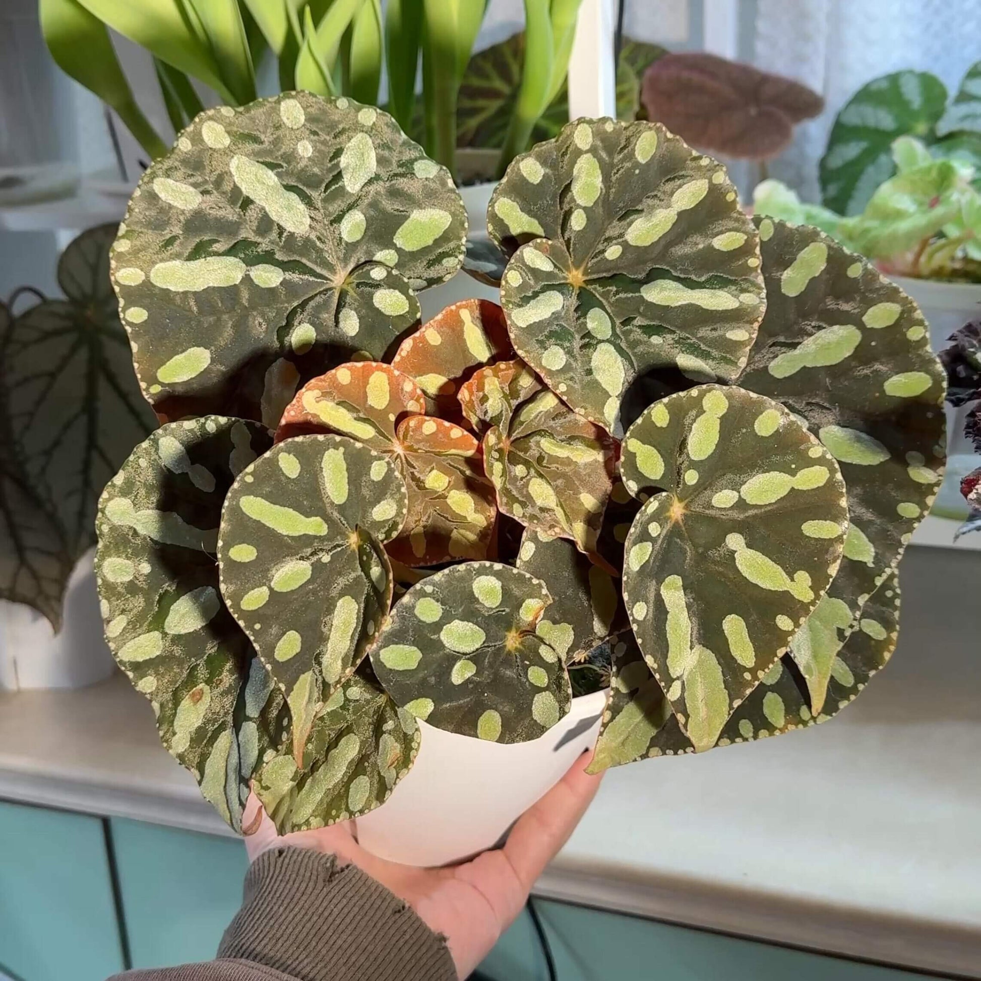 Begonia sp. Zebra is a striking foliage begonia admired for its bold, patterned leaves. Native to Vietnam, it features round to heart-shaped leaves with a muted olive-green background decorated with irregular pale lime-green spots and elongated markings that radiate from the center, creating a distinctive zebra-like pattern.