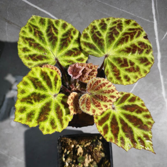 Begonia sp. ‘Flame Veil’ is a rare species native to Vietnam. It features bright green leaves adorned with reddish-brown, flame-like markings. The vivid contrast and striking pattern make it a highly desirable ornamental foliage plant.