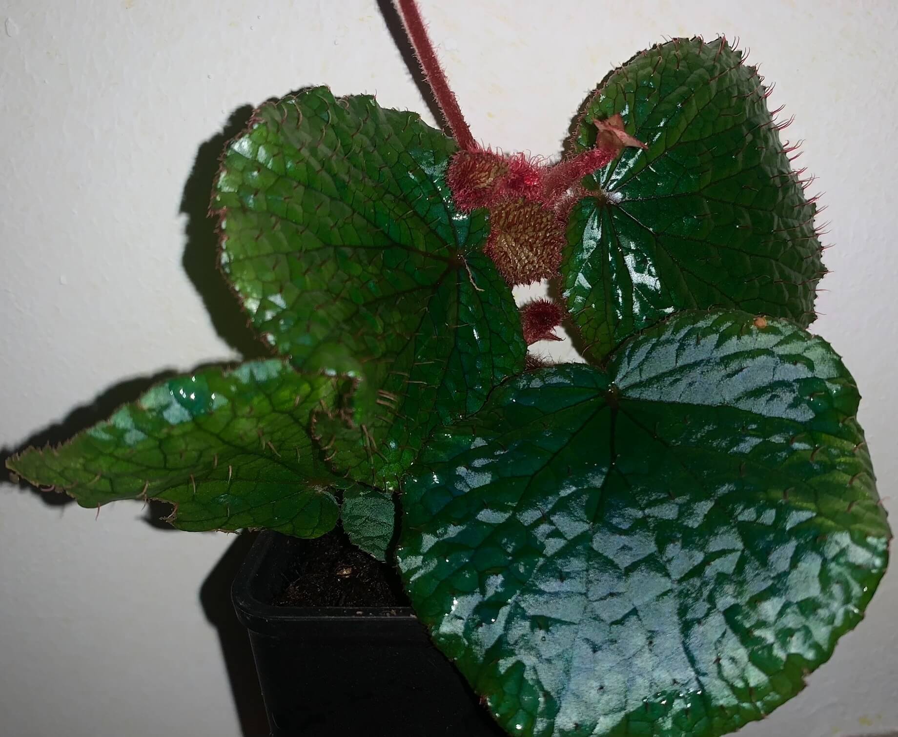 Begonia sp. with Red Hairs Malaysia is a captivating plant native to Malaysia, known for its beautiful, deep green leaves covered with red hairs. The texture and vivid color contrast make it a unique and eye-catching addition to any plant collection. In low-light environments, the leaves may even exhibit a soft blue glow, adding an enchanting and mystical touch to your space. This begonia thrives in humid environments, making it perfect for terrariums or other moisture-rich spaces.