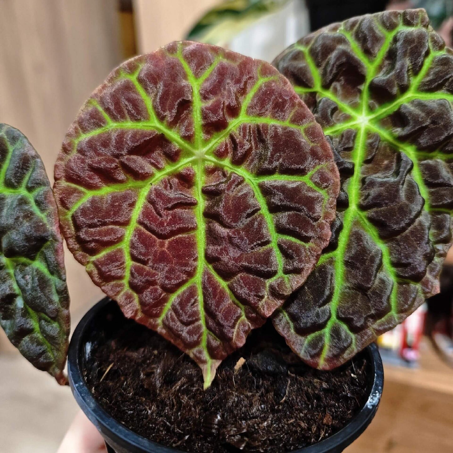 Begonia sp. Green Lightning Sumatra is a rare and mesmerizing variety native to the rainforests of Sumatra, Indonesia. Its most captivating feature is the intricate, lightning-like green veins that radiate from the center of its dark, almost black, shield-shaped leaves. The complex network of veins forms a striking, radiating pattern, adding depth and dimension to the plant.