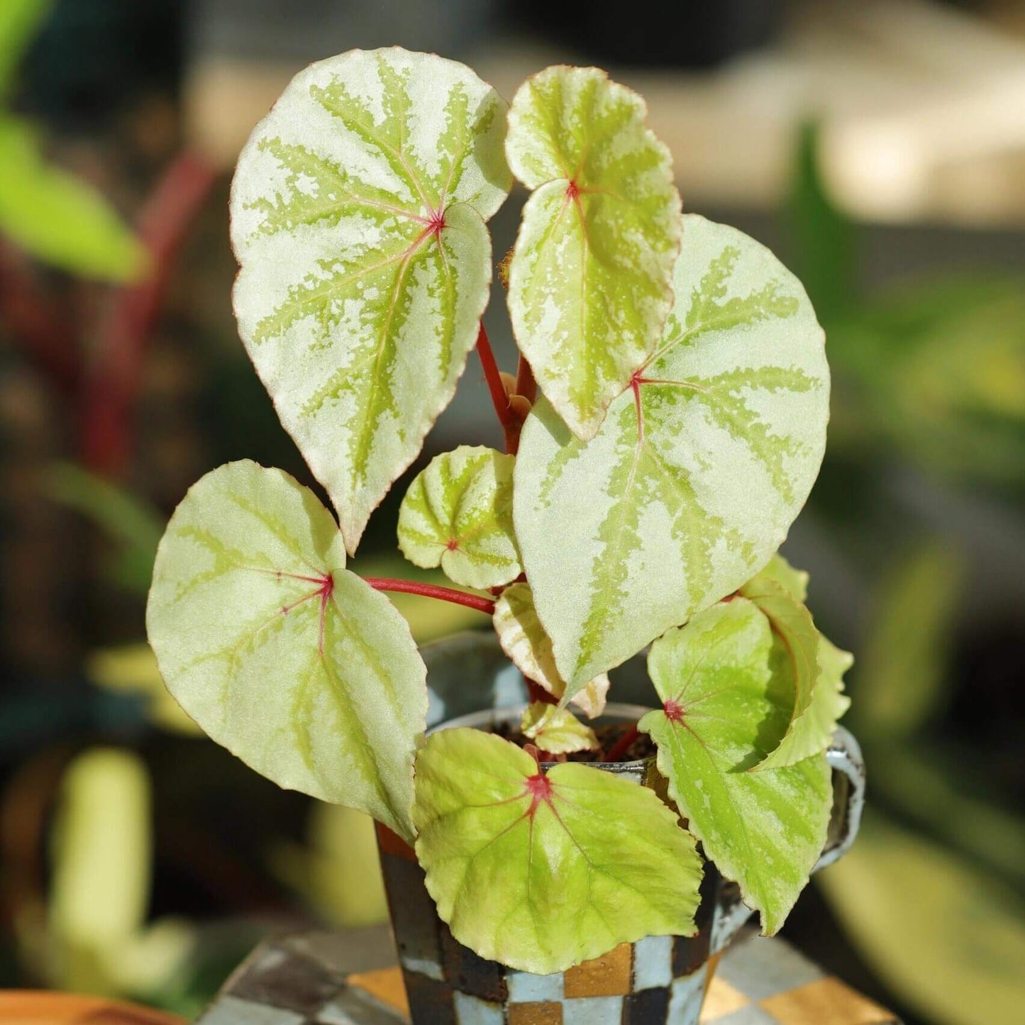 Begonia sp. Temuyuk is a stunning begonia species native to the Temuyuk region. Known for its striking green leaves with silver-white edges, this begonia adds a unique touch of elegance to any collection. The vibrant contrast of colors and the species' distinct leaf patterns make it an excellent choice for both experienced plant collectors and enthusiasts alike.