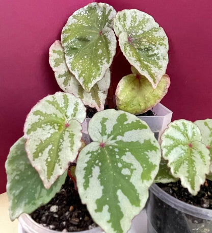 Begonia sp. Temuyuk is a stunning begonia species native to the Temuyuk region. Known for its striking green leaves with silver-white edges, this begonia adds a unique touch of elegance to any collection. The vibrant contrast of colors and the species' distinct leaf patterns make it an excellent choice for both experienced plant collectors and enthusiasts alike.