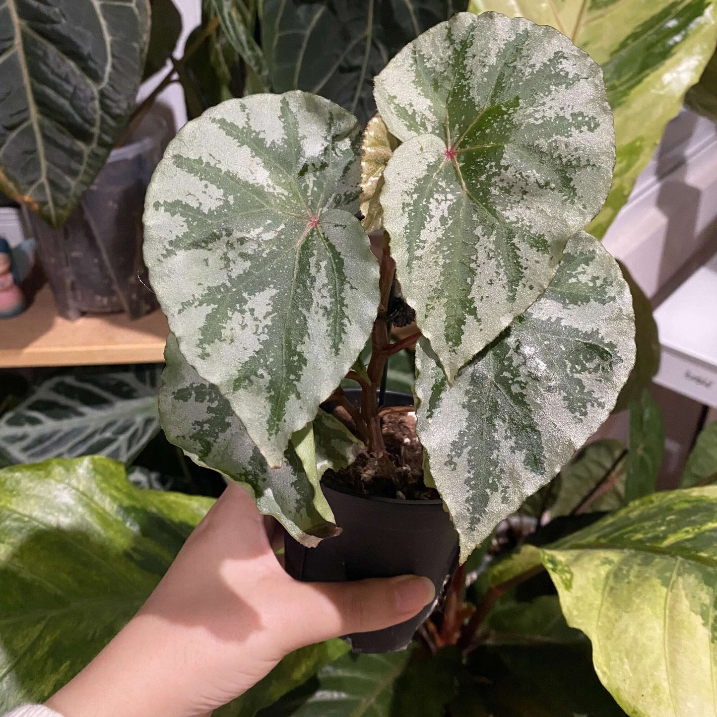 Begonia sp. Temuyuk is a stunning begonia species native to the Temuyuk region. Known for its striking green leaves with silver-white edges, this begonia adds a unique touch of elegance to any collection. The vibrant contrast of colors and the species' distinct leaf patterns make it an excellent choice for both experienced plant collectors and enthusiasts alike.