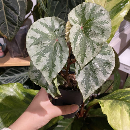 Begonia sp. Temuyuk is a stunning begonia species native to the Temuyuk region. Known for its striking green leaves with silver-white edges, this begonia adds a unique touch of elegance to any collection. The vibrant contrast of colors and the species' distinct leaf patterns make it an excellent choice for both experienced plant collectors and enthusiasts alike.