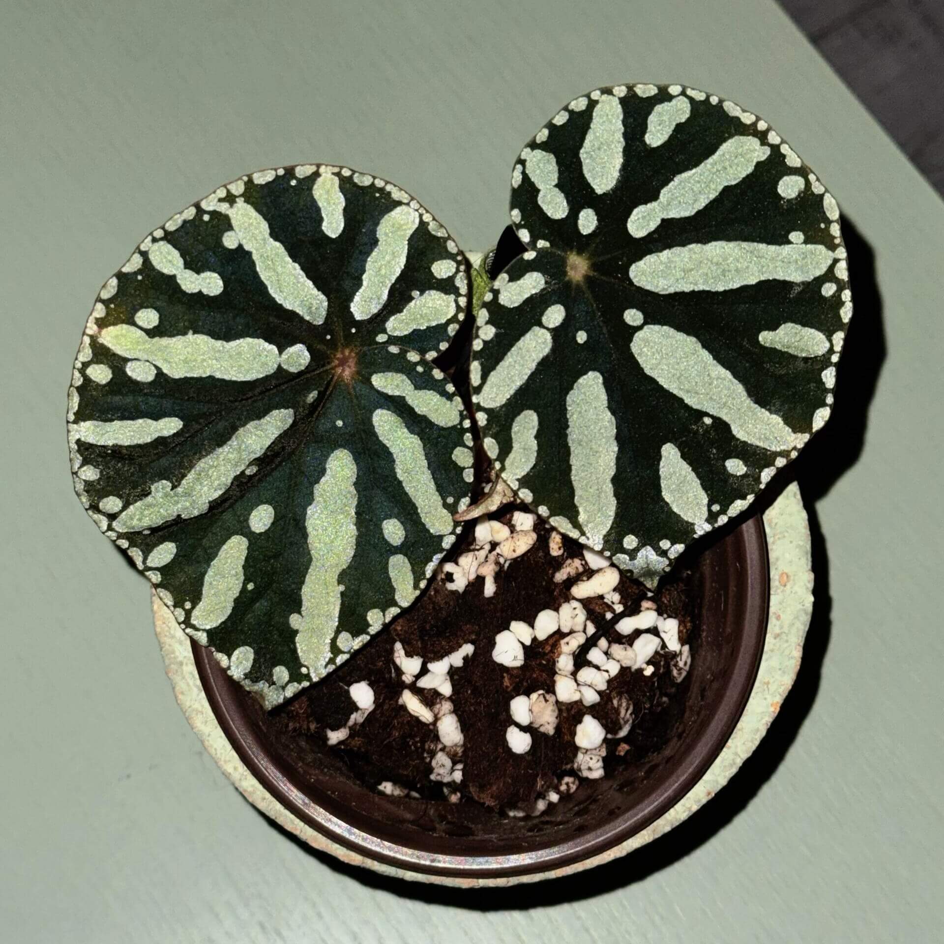 Begonia sp. Zebra is a striking foliage begonia admired for its bold, patterned leaves. Native to Vietnam, it features round to heart-shaped leaves with a muted olive-green background decorated with irregular pale lime-green spots and elongated markings that radiate from the center, creating a distinctive zebra-like pattern.