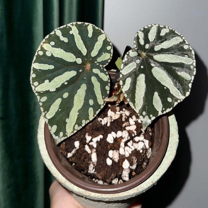 Begonia sp. Zebra is a striking foliage begonia admired for its bold, patterned leaves. Native to Vietnam, it features round to heart-shaped leaves with a muted olive-green background decorated with irregular pale lime-green spots and elongated markings that radiate from the center, creating a distinctive zebra-like pattern.
