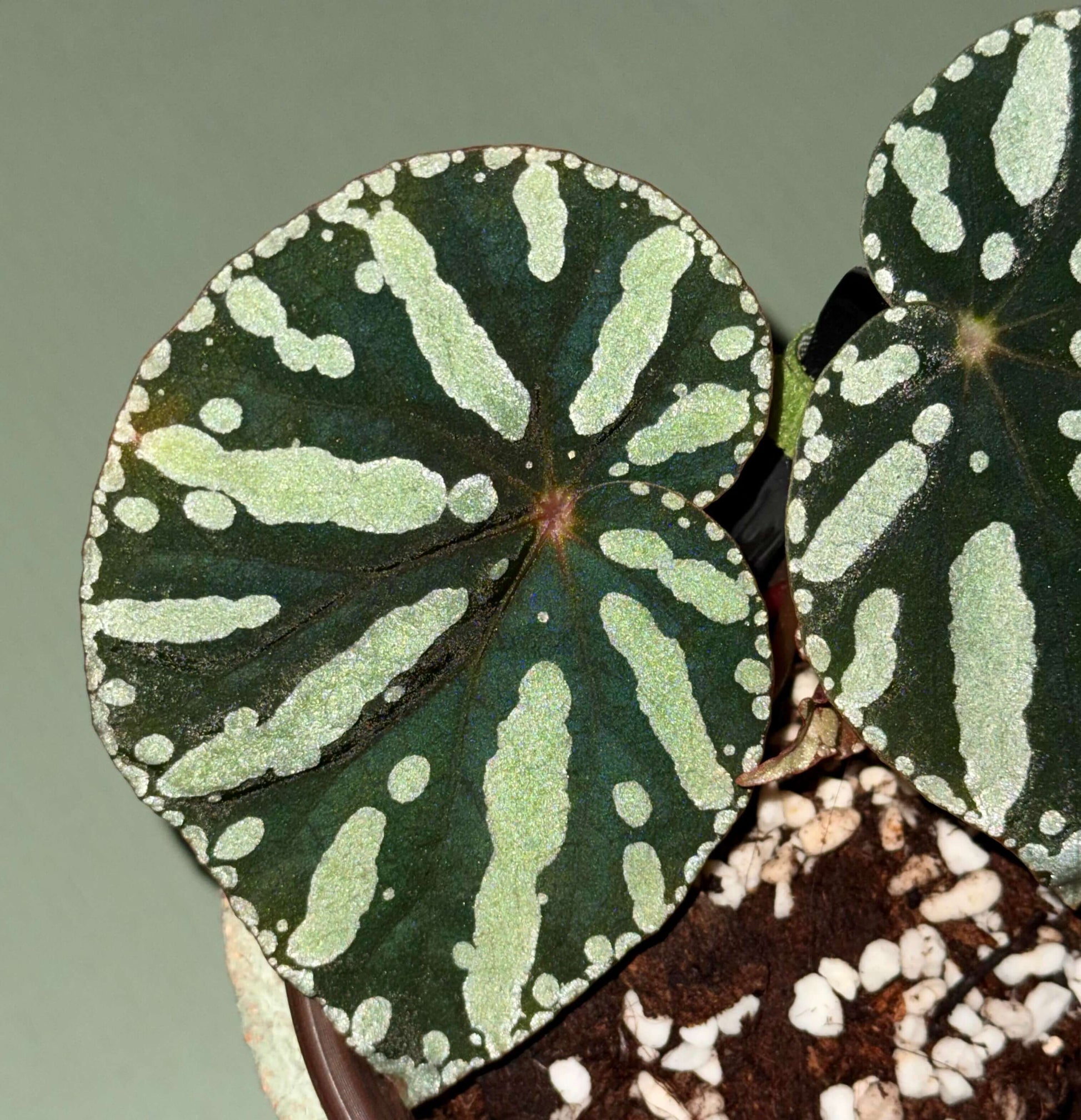 Begonia sp. Zebra is a striking foliage begonia admired for its bold, patterned leaves. Native to Vietnam, it features round to heart-shaped leaves with a muted olive-green background decorated with irregular pale lime-green spots and elongated markings that radiate from the center, creating a distinctive zebra-like pattern.