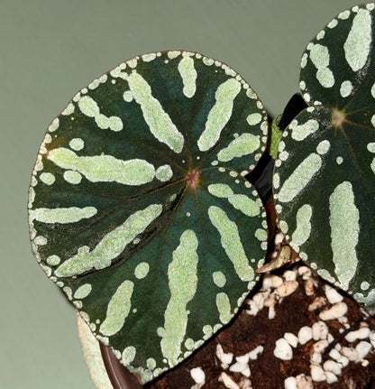 Begonia sp. Zebra is a striking foliage begonia admired for its bold, patterned leaves. Native to Vietnam, it features round to heart-shaped leaves with a muted olive-green background decorated with irregular pale lime-green spots and elongated markings that radiate from the center, creating a distinctive zebra-like pattern.