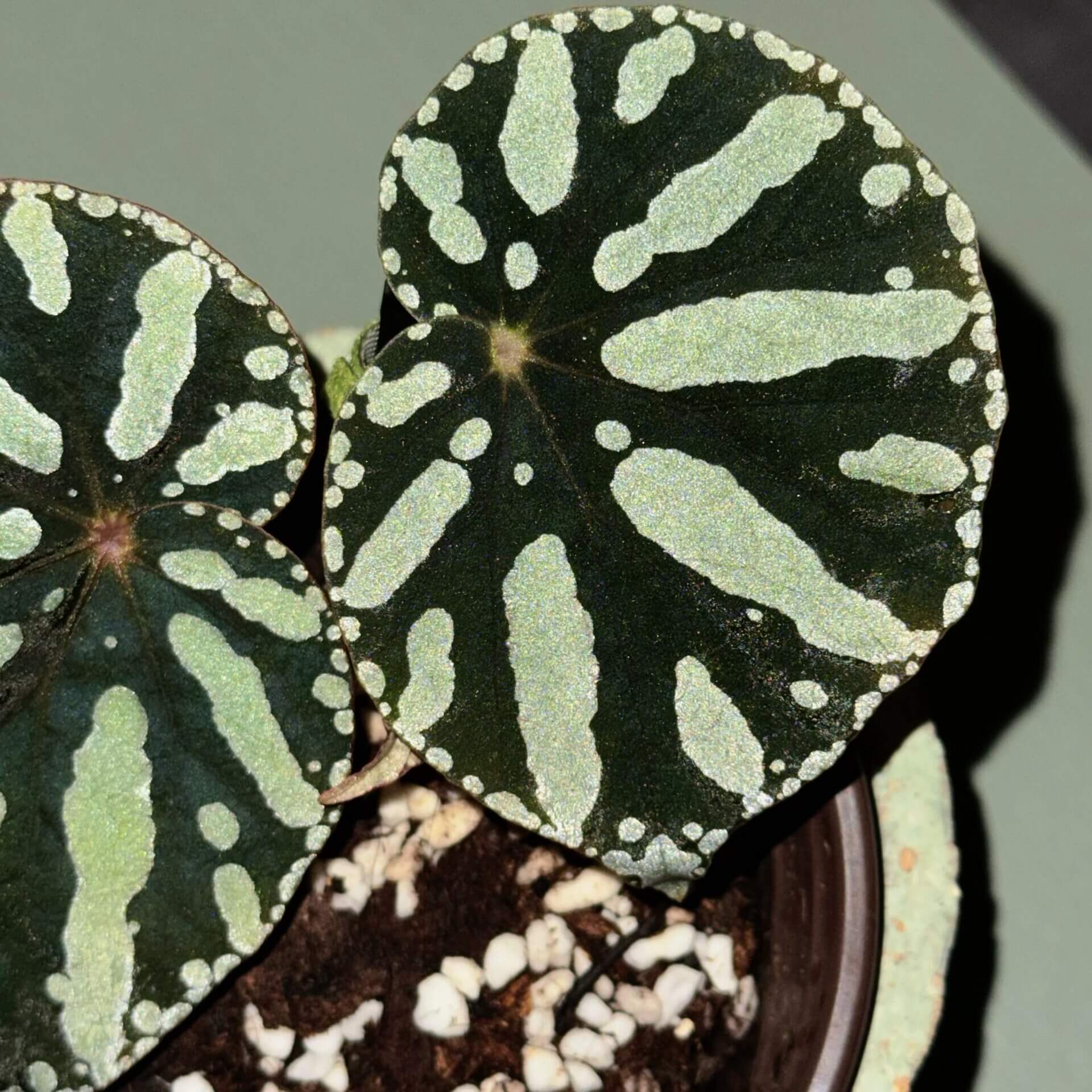 Begonia sp. Zebra is a striking foliage begonia admired for its bold, patterned leaves. Native to Vietnam, it features round to heart-shaped leaves with a muted olive-green background decorated with irregular pale lime-green spots and elongated markings that radiate from the center, creating a distinctive zebra-like pattern.