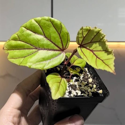Begonia strikei is an eye-catching plant known for its striking foliage, native to the tropical forests of Southeast Asia. This begonia features vibrant green leaves with deep red veins, creating a beautiful contrast that stands out in any plant collection. Compact and easy to care for, it is an ideal choice for plant enthusiasts looking to add a rare, visually appealing species to their collection.