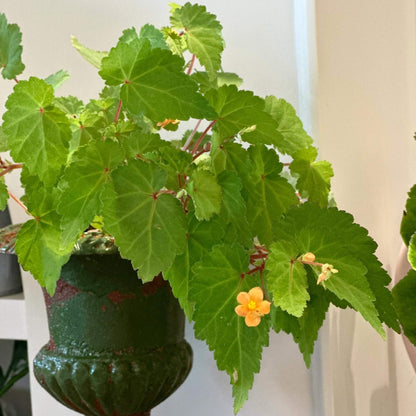 Begonia sutherlandii 'Papaya' is a tuberous perennial that produces clusters of soft orange flowers from midsummer to the first frosts. The plant typically grows to a height of 30 cm (12 inches) and has a trailing habit, making it ideal for hanging baskets or containers. The foliage is green with slight red tinges, adding to the plant's ornamental appeal. It is possibly hardy in drained soil with a good mulch, making it suitable for outdoor cultivation in milder climates.
