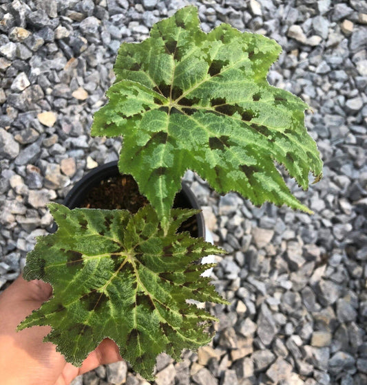 Begonia taliensis is an exquisite begonia species native to the highland regions of China. This plant is known for its large, deeply lobed leaves, which are characterized by an intricate variegated pattern. The leaves display a mix of green with dark purple veins and a striking texture, making it a standout in any collection. The plant also produces charming pink flowers that bloom in the late summer to early autumn, adding to its ornamental appeal.