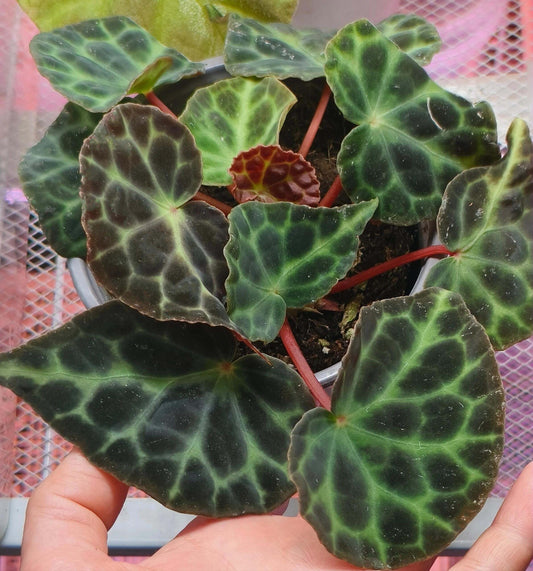 Begonia Tanjiewhoei, also known as Begonia sp. Trang or the Turtle Begonia, is a rare and captivating species native to Thailand's limestone karst regions. With its unique foliage and compact growth habit, this begonia is a must-have for collectors and plant enthusiasts.